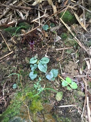 Corybas puniceus