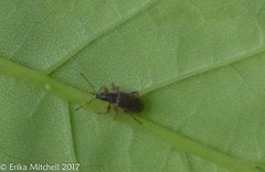 Phyllobius oblongus