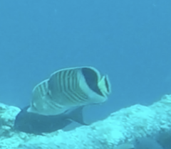 Chaetodon paucifasciatus