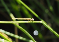Ischnura perparva