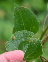 Harmandiola
