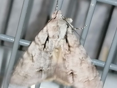 Acronicta psi