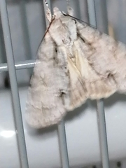Acronicta psi