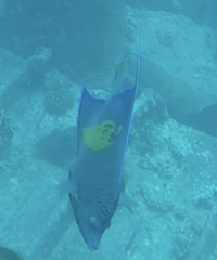 Pomacanthus maculosus