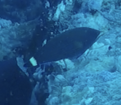 Pseudodax moluccanus