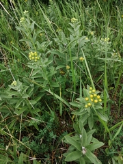 Pentanema germanicum