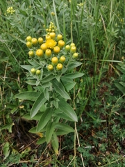 Pentanema germanicum