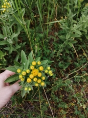 Pentanema germanicum