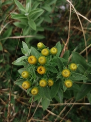 Pentanema germanicum