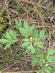 Acmispon denticulatus