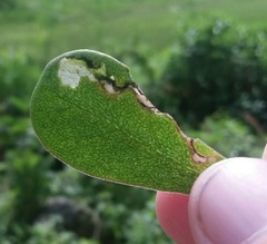Schizocerella pilicornis