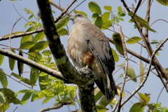 Buteo ridgwayi