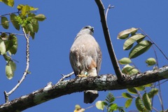 Buteo ridgwayi