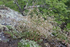 Micranthes petiolaris