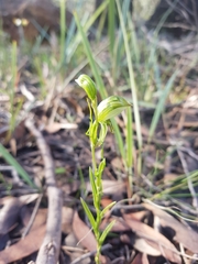 Pterostylis smaragdyna