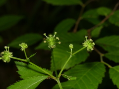 Sanicula trifoliata