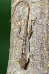 Cordillera Oriental Stout Anole photo 3