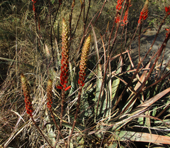 Aloe cryptopoda