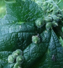 Celticecis celtiphyllia