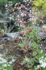 Micranthes petiolaris