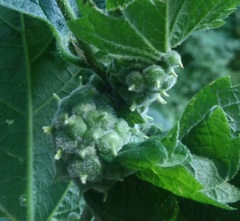 Celticecis celtiphyllia