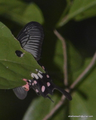 Pachliopta pandiyana