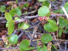 Betula nana