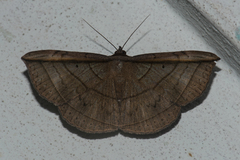 Entomogramma fautrix