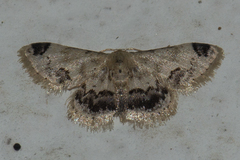 Idaea micra