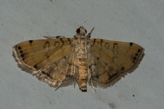Lamprosema tampiusalis