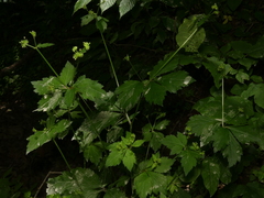 Sanicula trifoliata
