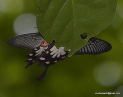 Pachliopta pandiyana