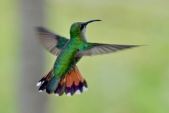 Anthracothorax dominicus