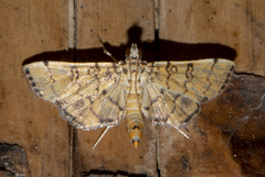 Lamprosema tampiusalis