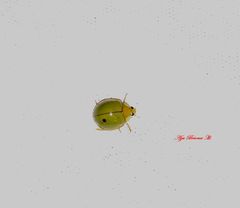 Paraneda viridescens