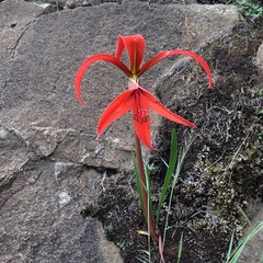 Sprekelia formosissima
