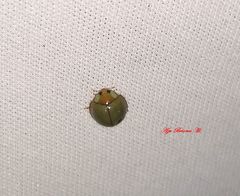 Paraneda viridescens