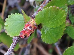Betula nana