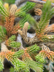 Selaginella wallacei