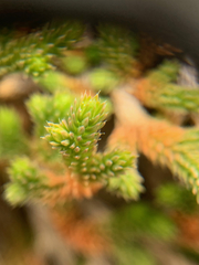 Selaginella wallacei