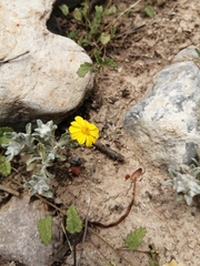 Thymophylla micropoides