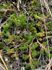 Selaginella wallacei