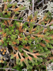Selaginella wallacei