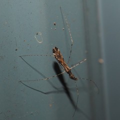 Empicoris errabundus