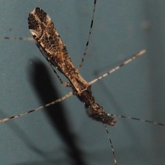 Empicoris errabundus