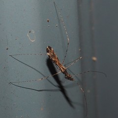 Empicoris errabundus