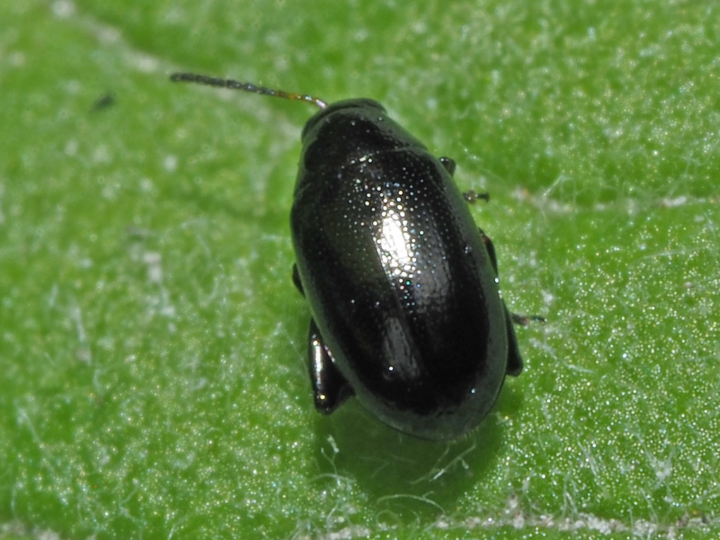 Dibolia occultans