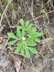 Acmispon denticulatus