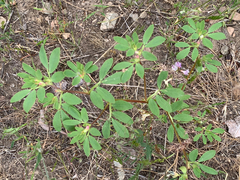Acmispon denticulatus
