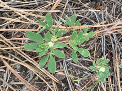 Acmispon denticulatus